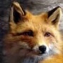 Greatfox