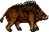 Boar