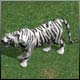   (white tiger)